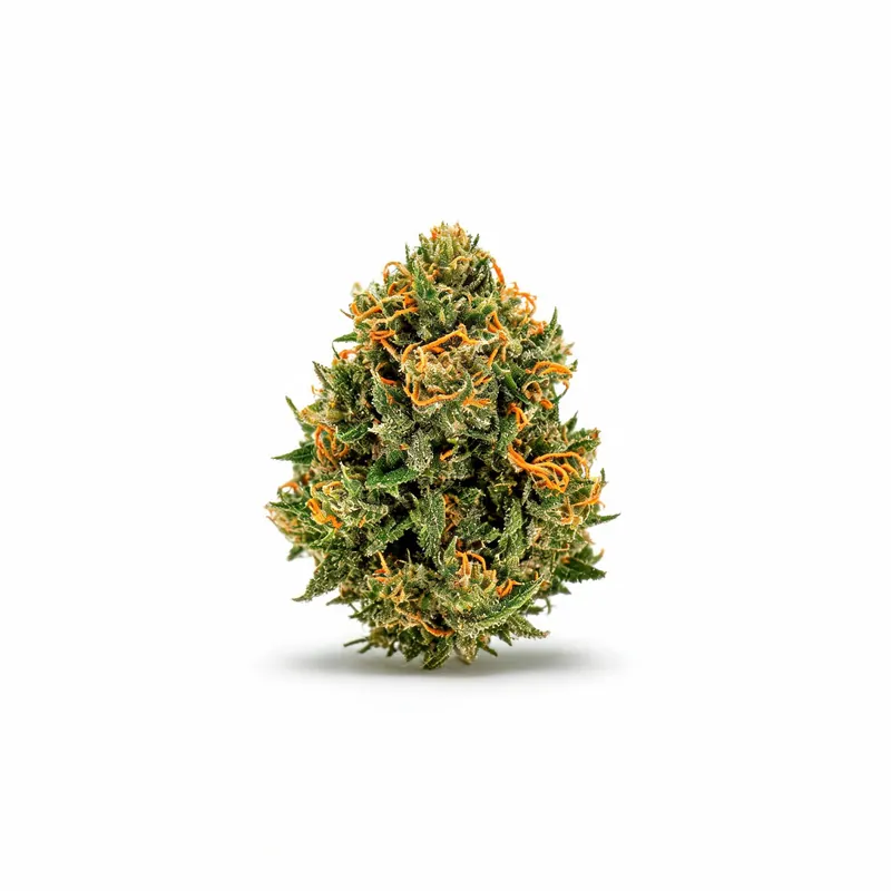 Spectrum Gold Flower 20